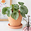 Engraved Botanical Pattern Terracotta Plant Pot and Saucer. Indoor or Outdoor Use (Dia) 16 cm
