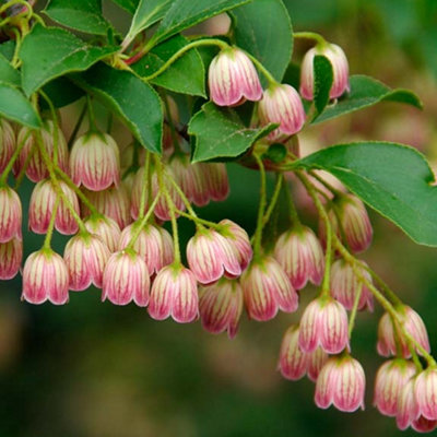 Enkianthus Campanulatus Garden Shrub Bell-Shaped Flowers, Green