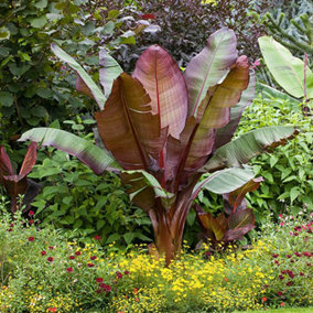 Ensete Maurelii Red Abysinnian Banana Plant 30-40cm Tall Exotic Plant