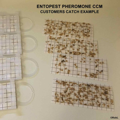 Entopest CCM Pheromone Pads (Tineola bisselliella)