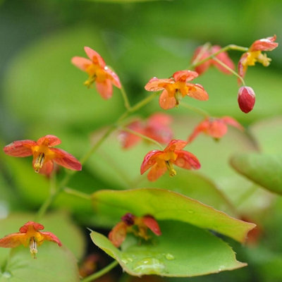 Epimedium x Warleyense Bishops Hat 9cm Pot Perennial Plant