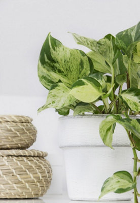 Epipremnum 'Happy Leaf' Manjula Pothos - Unusual Variety in 12cm Pot