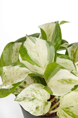 Epipremnum 'Happy Leaf' Manjula Pothos - Unusual Variety in 12cm Pot - 3