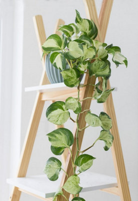 Epipremnum 'Happy Leaf' Manjula Pothos - Unusual Variety in 12cm Pot - 4