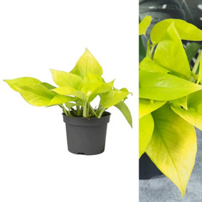 Epipremnum Pinn Neon Golden Pothos - Bright Foliage Scindapsus in 12cm Pot