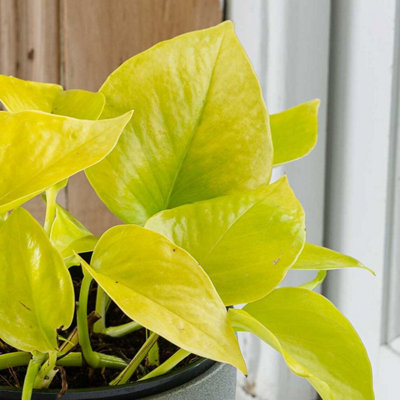Epipremnum Pinn Neon Golden Pothos - Bright Foliage Scindapsus in 12cm Pot