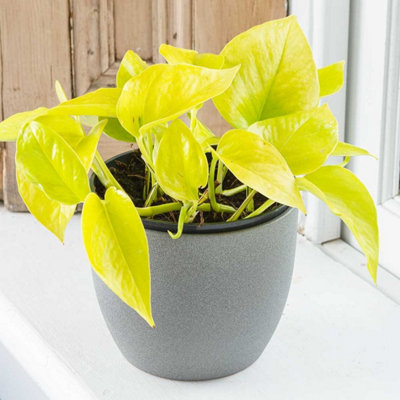 Epipremnum Pinn Neon Golden Pothos - Bright Foliage Scindapsus in 12cm Pot - 3