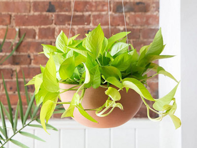 Epipremnum Pinn Neon Golden Pothos - Bright Foliage Scindapsus in 12cm Pot - 5