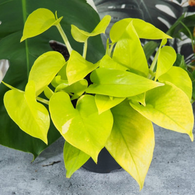 Epipremnum Pinn Neon Golden Pothos - Bright Foliage Scindapsus in 12cm Pot - 6