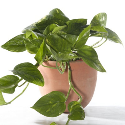 Epipremnum pinnatum Aureum - Golden Pothos (20-30cm Height Including Pot)