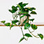 Epipremnum pinnatum Aureum - Golden Pothos (20-30cm Height Including Pot)