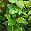 Epipremnum pinnatum Aureum - Golden Pothos (20-30cm Height Including Pot)
