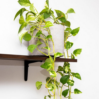 Epipremnum pinnatum Aureum - Golden Pothos (20-30cm Height Including Pot)