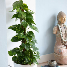 Epipremnum pinnatum 'Aureum' in a 12 cm Pot - Devils Ivy Supplied as a Established Plant - Hanging House Plants for Indoor Office
