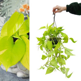 Epipremnum Pinnatum Neon Golden Pothos - Trailing Houseplant - 1.5L Hanging Pot