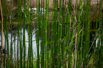 Equisetum hyemale - 7cm Plug - Marginal Aquatic Pond Plant