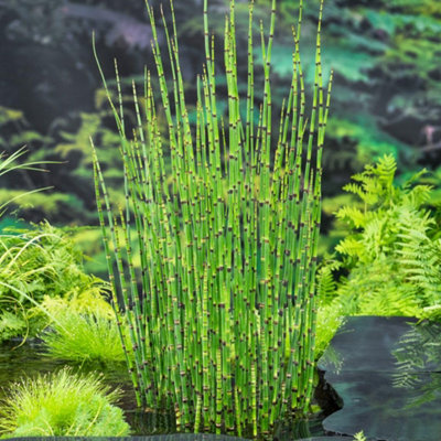 Equisetum japonicum 9cm Potted Plant x 1