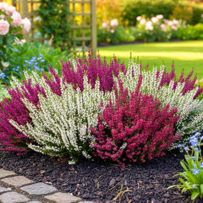 Erica 'Winter Ladies' Heather Plant Mix in Pots - Winter Bedding Plants -  1L Pots (12 Plants)