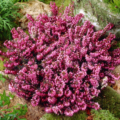 Erica 'Winter Ladies Pink' Heather Plant in Pot - Winter Bedding Plants ...