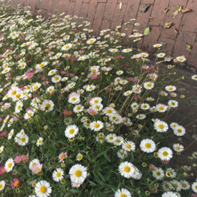 Erigeron karvinskian Profusion 1 Seed Packet