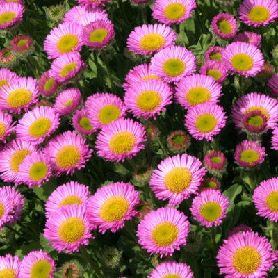 erigeron-seabreeze-perennial-plant-pink-blooms-compact-size-15
