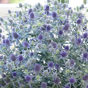 Eryngium Blue Globe - Sea Holly, Unique Blooms, Compact Size (20-30cm Height Including Pot)