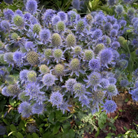 Eryngium Grumpy - Sea Holly, Unique Blue Blooms, Small Size (10-20cm Height Including Pot)