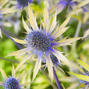 Eryngium 'Neptune's Gold' - Striking Gold and Blue Sea Holly, Eye-Catching and Hardy, Ideal for Borders (15-30cm)