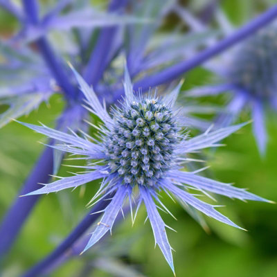 Eryngium planum in 1L Pot - Flat Sea Holly - Herbaceous Perennial - Ready to Plant - Ideal for Beds and Borders
