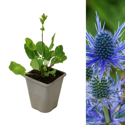 Eryngium planum in 1L Pot - Flat Sea Holly - Herbaceous Perennial - Ready to Plant - Ideal for Beds and Borders