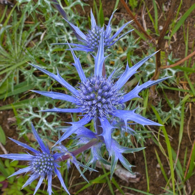 Eryngium planum in 1L Pot - Flat Sea Holly - Herbaceous Perennial - Ready to Plant - Ideal for Beds and Borders - 3