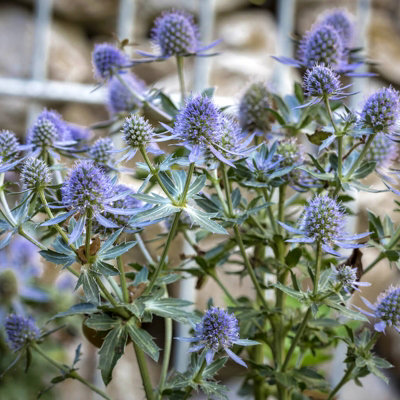 Eryngium planum in 1L Pot - Flat Sea Holly - Herbaceous Perennial - Ready to Plant - Ideal for Beds and Borders - 5