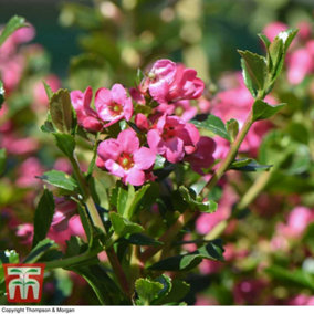 Escallonia Apple Blossom 3.5 Litre Potted Plant x 2
