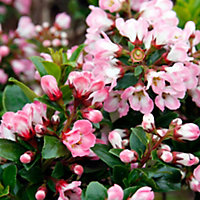 Escallonia Apple Blossom Garden Shrub - Pink Flowers, Compact Size, Attracts Pollinators (20-30cm Height Including Pot)