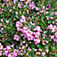 Escallonia Apple Blossom Garden Shrub - Pink Flowers, Compact Size, Attracts Pollinators (20-30cm Height Including Pot)