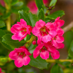 Escallonia Donard Radiance Garden Shrub - Pink Flowers, Compact Size, Attracts Pollinators (20-30cm Height Including Pot)