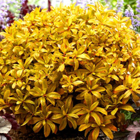 Escallonia Glowing Embers Garden Shrub - Yellow-Orange Foliage, Compact Size, Attracts Pollinators (10-30cm Height Including Pot)