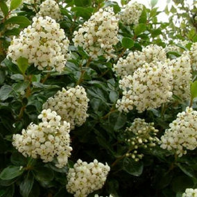 Escallonia Iveyii Evergreen Shrub Large 3ft Supplied in a 3 Litre Pot