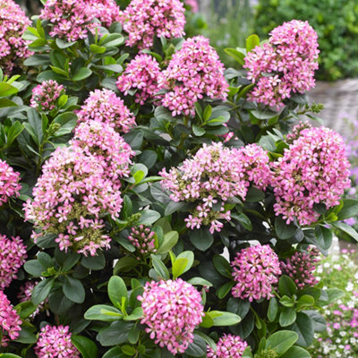 Escallonia laevis Pink Elle std 50cm stem 19cm