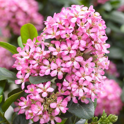 Escallonia laevis Pink Elle std 50cm stem 19cm