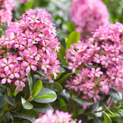 Escallonia laevis Pink Elle std 50cm stem 19cm - 3