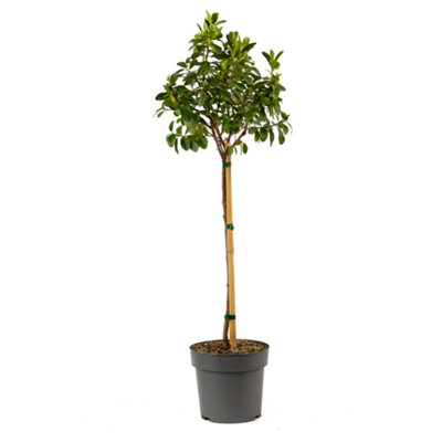 Escallonia laevis Pink Elle std 50cm stem 19cm - 4