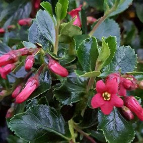 Escallonia Macrantha Garden Shrub - Red Blooms, Green Foliage, Compact Size, Hardy (15-30cm Height Including Pot)