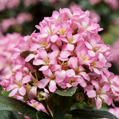 Escallonia Pink Elle Garden Shrub - Pink Flowers, Compact Size, Attracts Pollinators (20-30cm Height Including Pot)