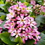 Escallonia Pink Elle Garden Shrub - Pink Flowers, Compact Size, Attracts Pollinators (20-30cm Height Including Pot)