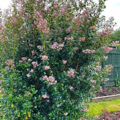 escallonia-pink-spire-9cm-potted-plant-x-1