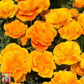 Eschscholzia Californica Poppy Lady marmalade 1 Seed Packet (130 seeds)