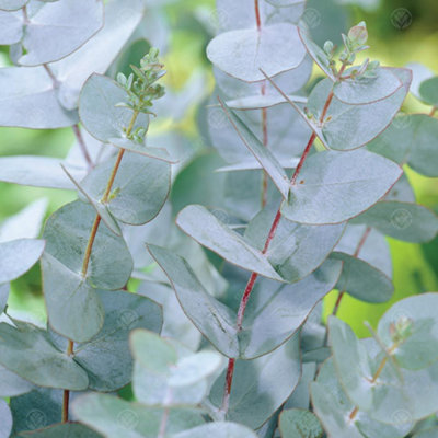 Eucalyptus Azura Tree - Blue-Green Foliage, Fragrant Leaves, Hardy (5-6ft)