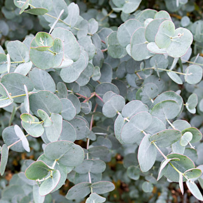 Eucalyptus Azura Tree - Blue-Green Foliage, Fragrant Leaves, Hardy (5-6ft)