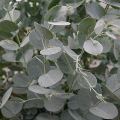 Eucalyptus Azura Tree - Blue-Green Foliage, Fragrant Leaves, Hardy (5-6ft)
